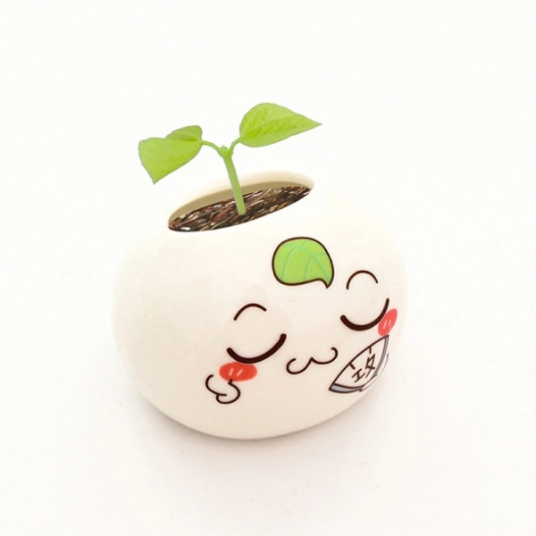 相思豆桌面小盆栽 绿植 活动用小礼品